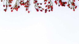a strand of red berries on a white background
