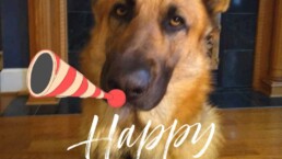 German shepherd dog with funny hat, noisemaker cartoon, and the word Happy New Year
