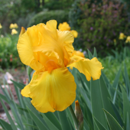a yellow bearded iris