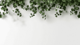 ivy on a white background